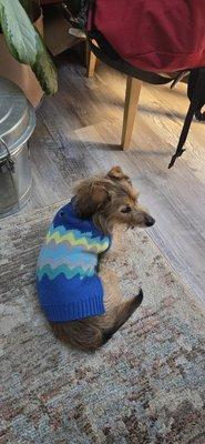 Good Shepherd Pet Care