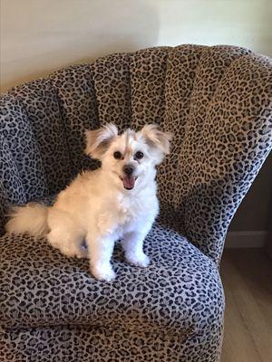 Adogable Pet Services