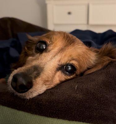 Peacefully laid to rest at home by EverLoved Veterinary on 5/13/2025