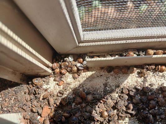 The Park Apartment Homes