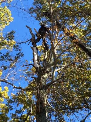 Cutting Edge Tree Service