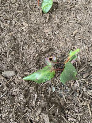 Example of the plants