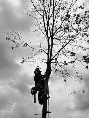 J&B Tree and Lawncare