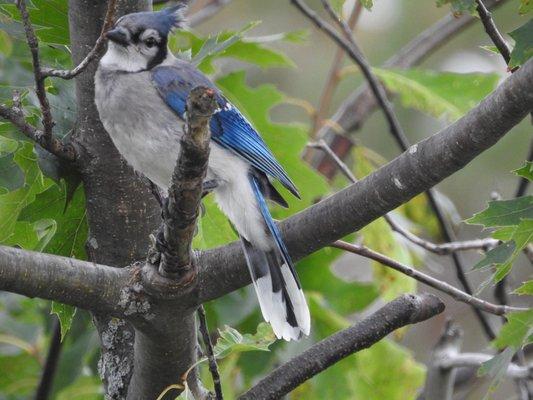 Blue Jay