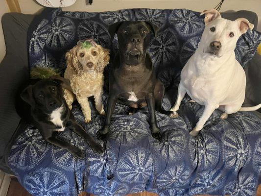 Sitka (doodle) Draco (black dog center) other two prefer to stay home from daycare.
