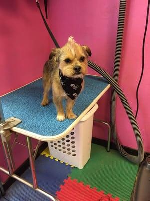 This owner wanted a mohawk for her puppy.