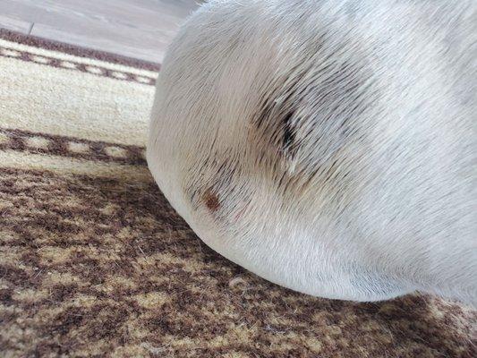 Yardley Animal Kennels Inc