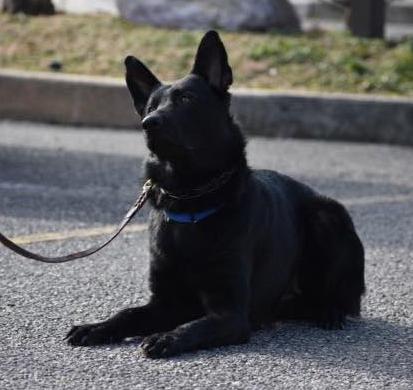 Gemma’s Dog Training