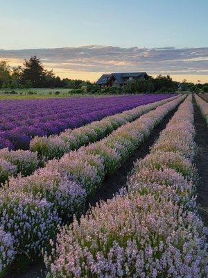 Western Sun Lavender Farm