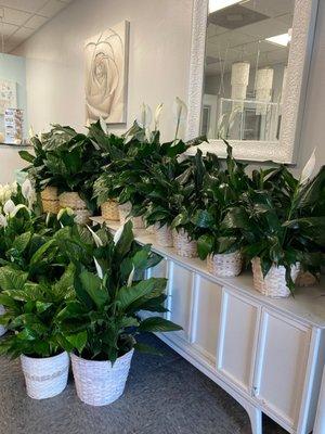Peace Lily's