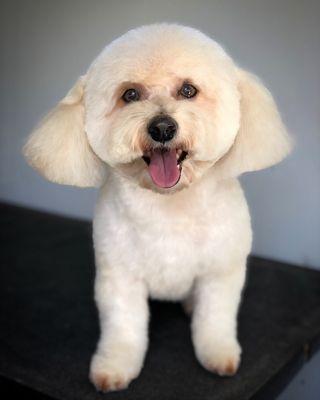 Capital Grooms Mobile Pet Spa