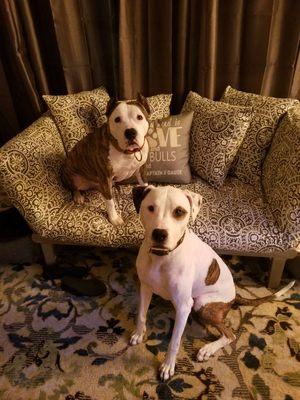 A Pawsitive Experience Pet services