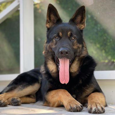 4 D K 9 German Shepherds Corp