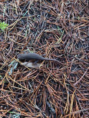 Sitka Sedge State Natural Area