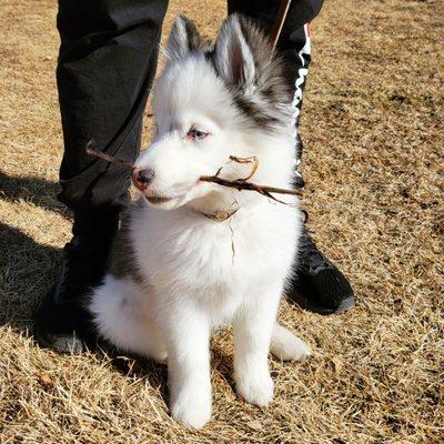 Live Oak Dog Obedience