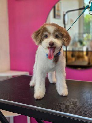 Simba's Pet Grooming