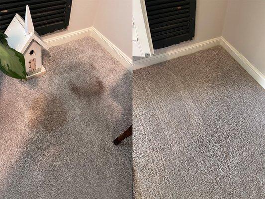 Tannin staining left by a potted plant treated with brown remover