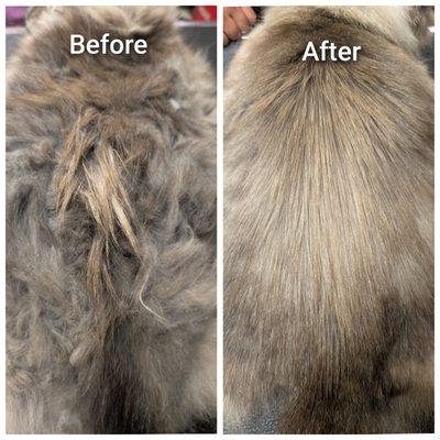 Green Pawz Pet Boutique & Grooming