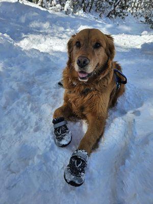 Gunner W enjoying the snow at Meiss