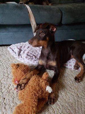 Jackman's Animal Clinic PC