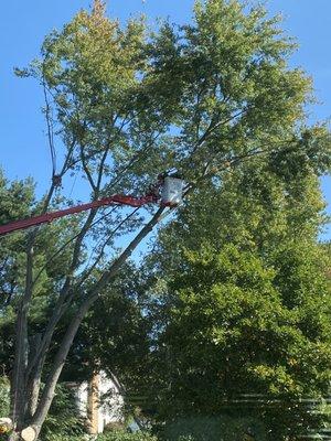 A Cut Above Tree Service