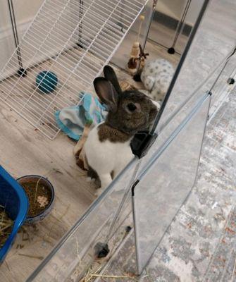 Teacher's Pet Sitting Service