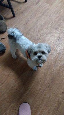 Country Cottage Grooming