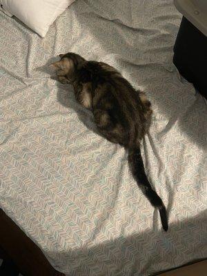 Pets Inc Adopt-A Pal