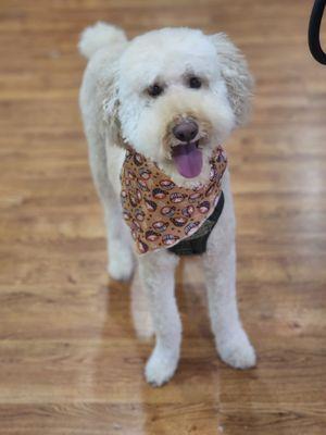 WildFlower Pet Services