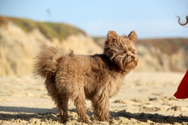 Pawpawrazzi Pet Photography