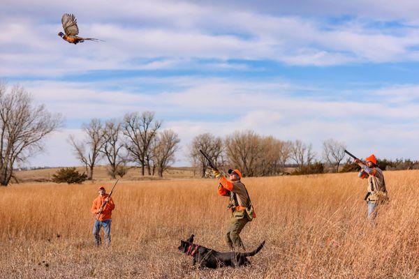 SoDak Labradors & Gundog Kennels
