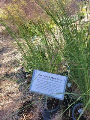 Pink flamingo grass. Full sun low water zone 6 ;)