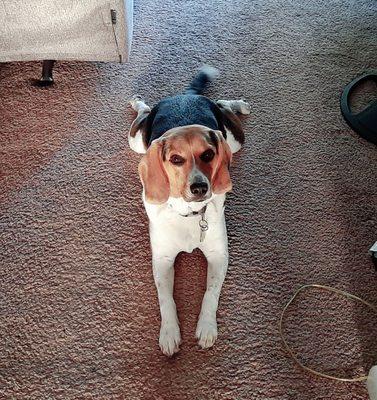 Fitness4pawz Dog Boarding & Doggie Daycare