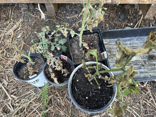 I bought these plants and followed their instructions to put them in larger pots and gave them morning sun and afternoon shade.  Half died.