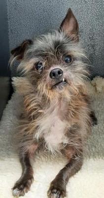 Sunrise Veterinary Services