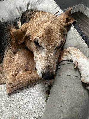 Knight Veterinary Clinic