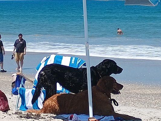 Furry Angels Pet Care