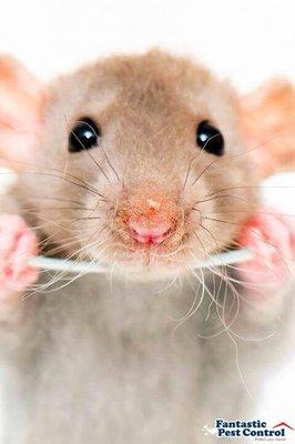 Mice are cute in pictures , but not nice in your house or business