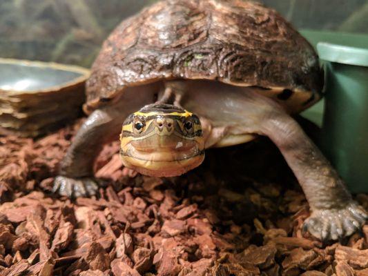 Heritage Park Petting Farm