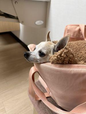 GoodVets Uptown - Dallas