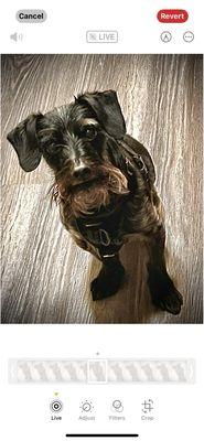 Pawsitive Pup Services