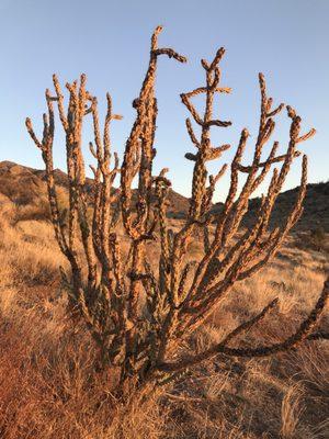 Embudo Canyon Trailhead