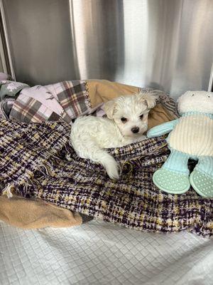 Valley Oak Vet Clinic