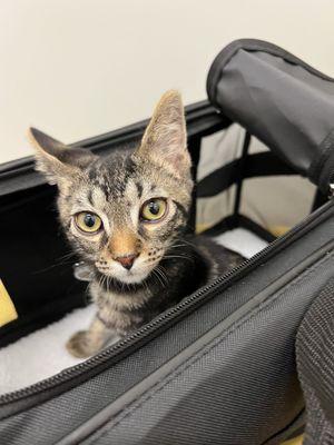 Dirty Little Paws Rescue