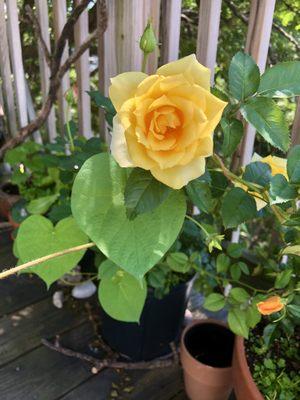 Channel Healer Sheryl