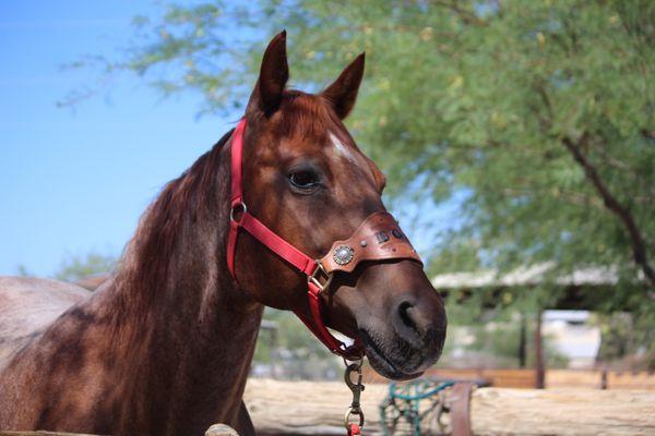 Therapeutic Ranch For Animals and Kids (Trak)