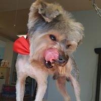 Starbarks Grooming & Pet Spa