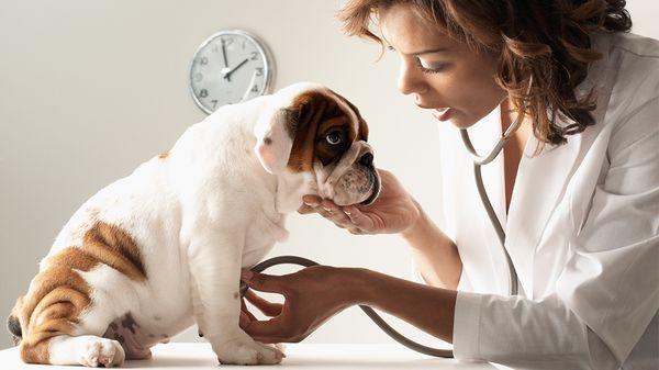 Animal Medical Clinic