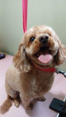 Divine Creations Grooming