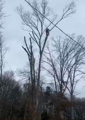 Carrera Tree Service